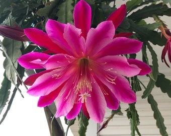 EPIPHYLLUM Cuttings - Mystery Color - US Seller