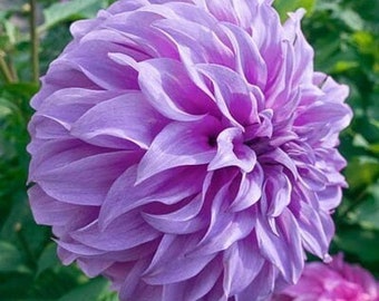 1 "Vassio Meggos" Dinnerplate Dahlia - Large Size #1 Bulb - US Seller