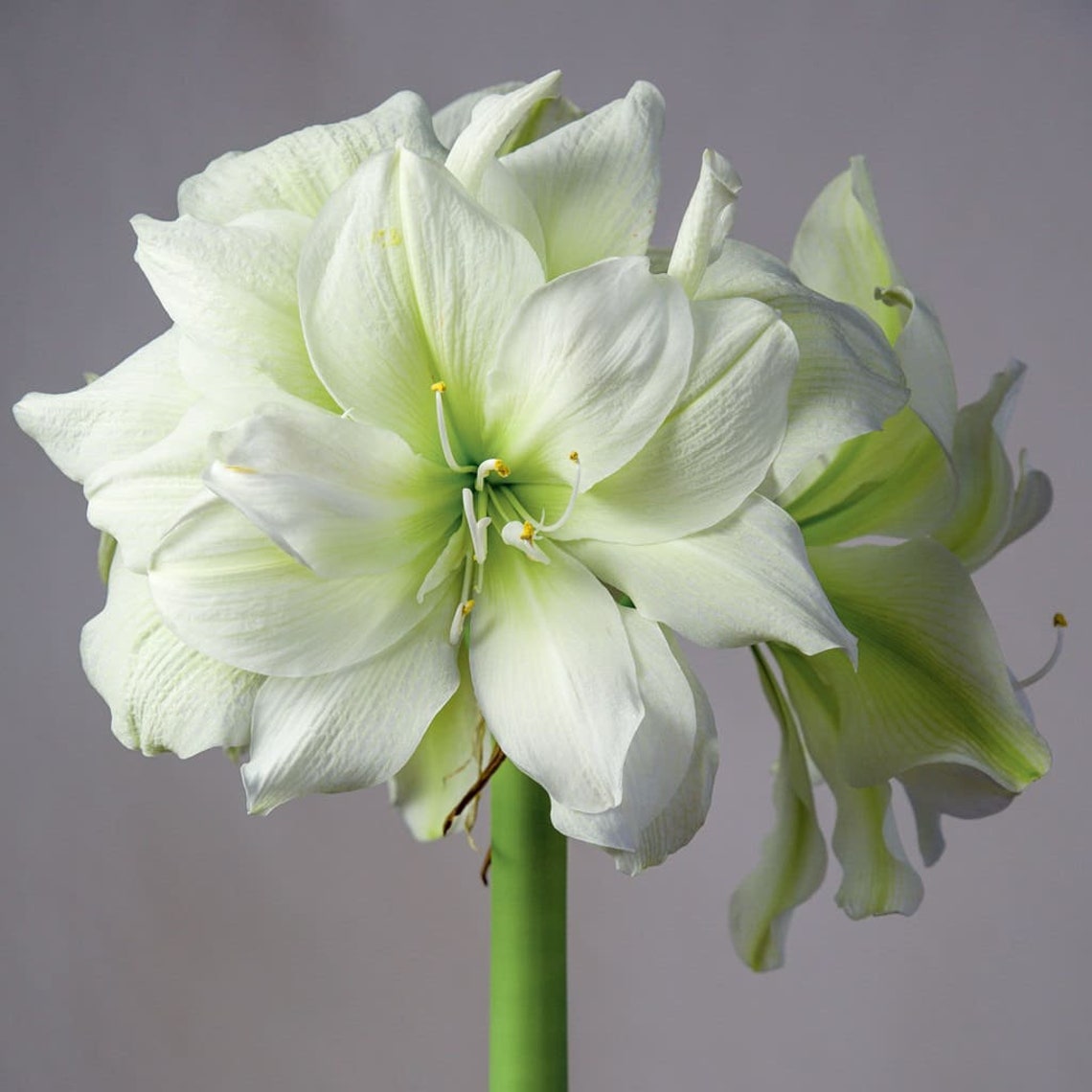 Extra Large Amaryllis MARILYN 30/32 cm US Seller Etsy