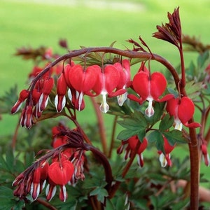 1 "Valentine" Dicentra/Bleeding Heart (Dormant Bare Root With 2/3 Eyes)