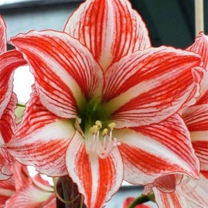 FAIRY TALE Extra Large Amaryllis Bulb 26-28 cm - US Seller