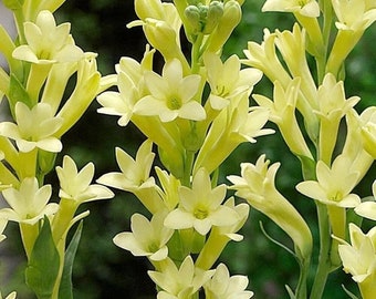 2 "Super Gold" Single Polianthes Tuberose bulb - Top Size - US Seller