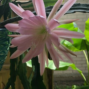 thumbnail image 2 of Red Epiphyllum Flower Seeds - 50 Pcs 2 of 14