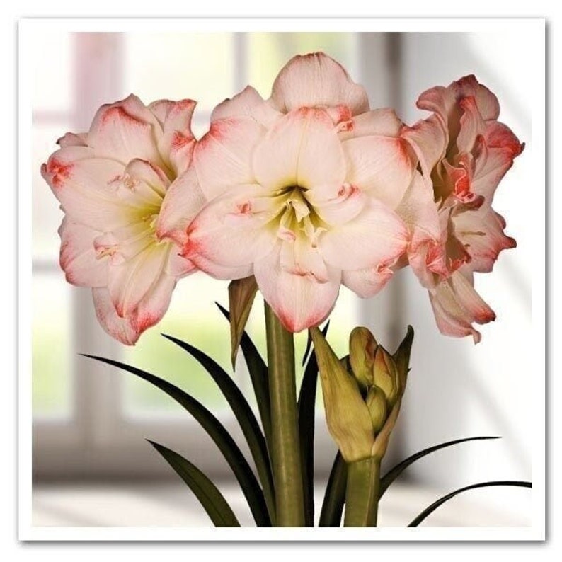 AMADEUS Jumbo Amaryllis 34/36 cm US Seller image 2