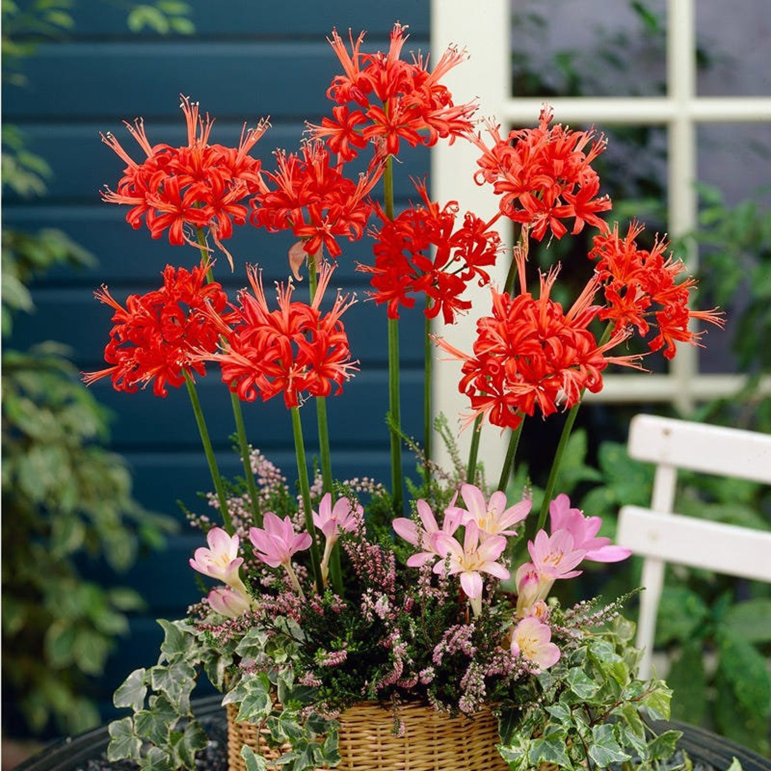 1 Sarniensis Nerine Bulb Top Size Bulb 12/14 cm Etsy