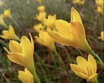 3 "Citrina" Rain Lily Bulbs/Zephyranthes - Top Size Bulbs  - US Seller