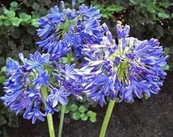 1 AFRICANUS - Agapanthus/Lily of the Nile Tuber/Bulb- Stunning 5"-7" - US Seller