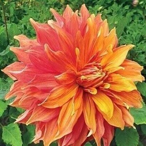1 "Mango Madness" Dinnerplate Dahlia - Large Size #1 Bulb - US Seller