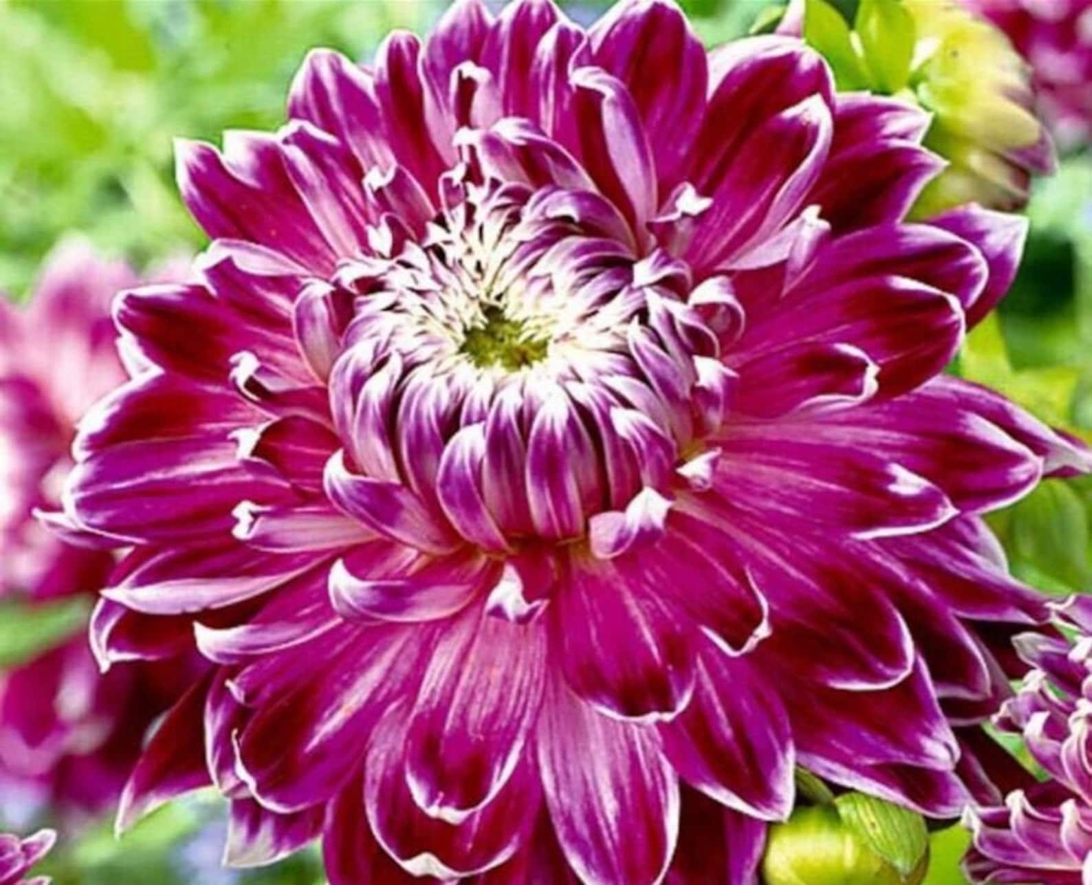 Dinner Plate Dahlia Bulbs
