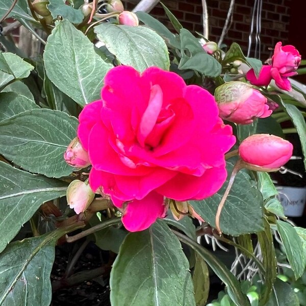 Hot Springs Shade Etsy - Il 600x600.6983952633 S9x7 