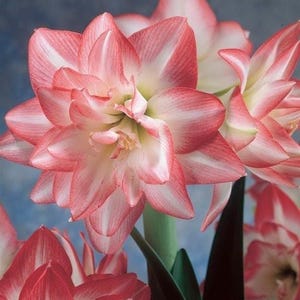 BLOSSOM PEACOCK  Extra Large Amaryllis 26-28 centimeters - US Seller