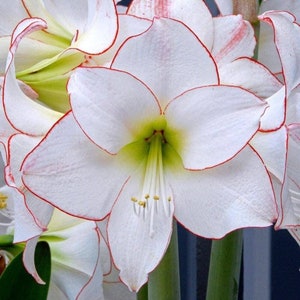 PICOTEE Jumbo Amaryllis 32/34 cm - US Seller