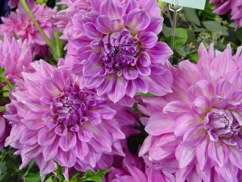 1 Almand's Joy Dinnerplate Dahlia Top Size Bulb 1 US Seller image 1