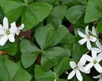 Oxalis Regnelli (Green Shamrock) Lucky Shamrock/Wood Sorrel (Bulb/Not Plant)