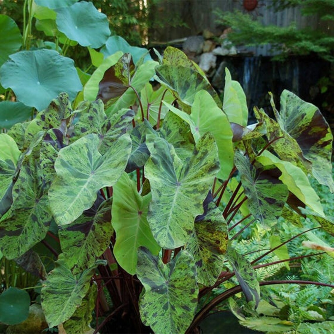 1 mojito Colocasia Esulenta Elephant Ear Bulb Size Etsy