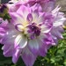 see more listings in the Dahlias section