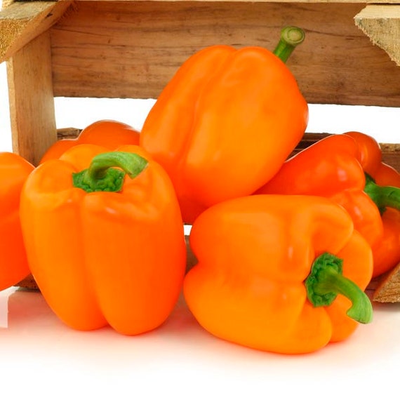 50 Orange Sun Bell Pepper Seeds - Sweet Capsicum Vegetable Seeds For Garden (Seedville USA)