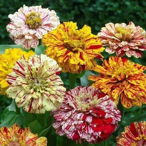 Zinnia Seeds - CANDY CANE Variegated Flower 35 Days to Harvest You Choose Number