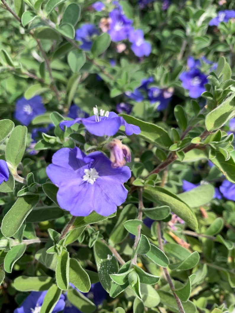 1 Blue Daze 3 inch pot Plant Not Seeds US Seller Etsy 1 Blue Daze 3 inch pot Plant Not Seeds US Seller Etsy