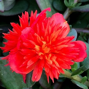 DOUBLE SCARLET - Portulaca Oleracea / Purslane - US Seller