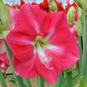 CANDY QUEEN Jumbo Amaryllis 34/36 cm - US Seller