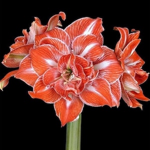 SUNSHINE NYMPH Extra Large Amaryllis Bulb 26-28 cm - US Seller