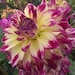 see more listings in the Dahlias section