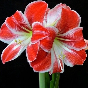 Large Amaryllis RAZZLE DAZZLE 24/26 centimeters - United States Seller