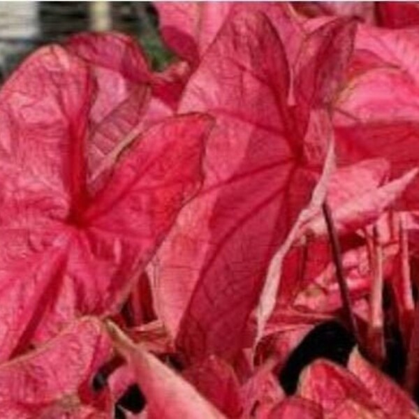 Caladium Bulbs Etsy
