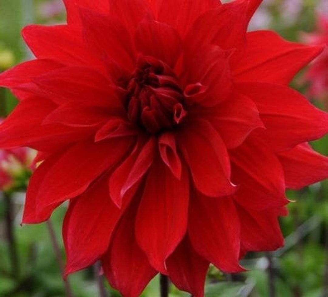 1 babylon Red Dinnerplate Dahlia Top Size Bulb Etsy