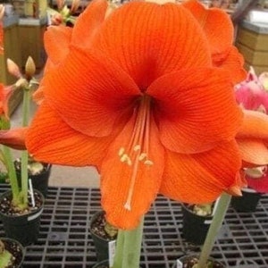 NARANJA Jumbo Amaryllis 34/36 cm - US Seller - US Seller