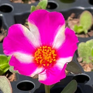 PINK LADY - Portulaca Oleraces / Purslane - US Seller
