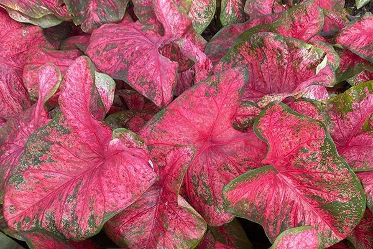 5 Lava Glow Fancy Leaf Caladium Bulbs Top Size Etsy