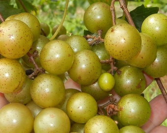 10 Green Muscadine Seeds - Harvested September 2022 - US Seller