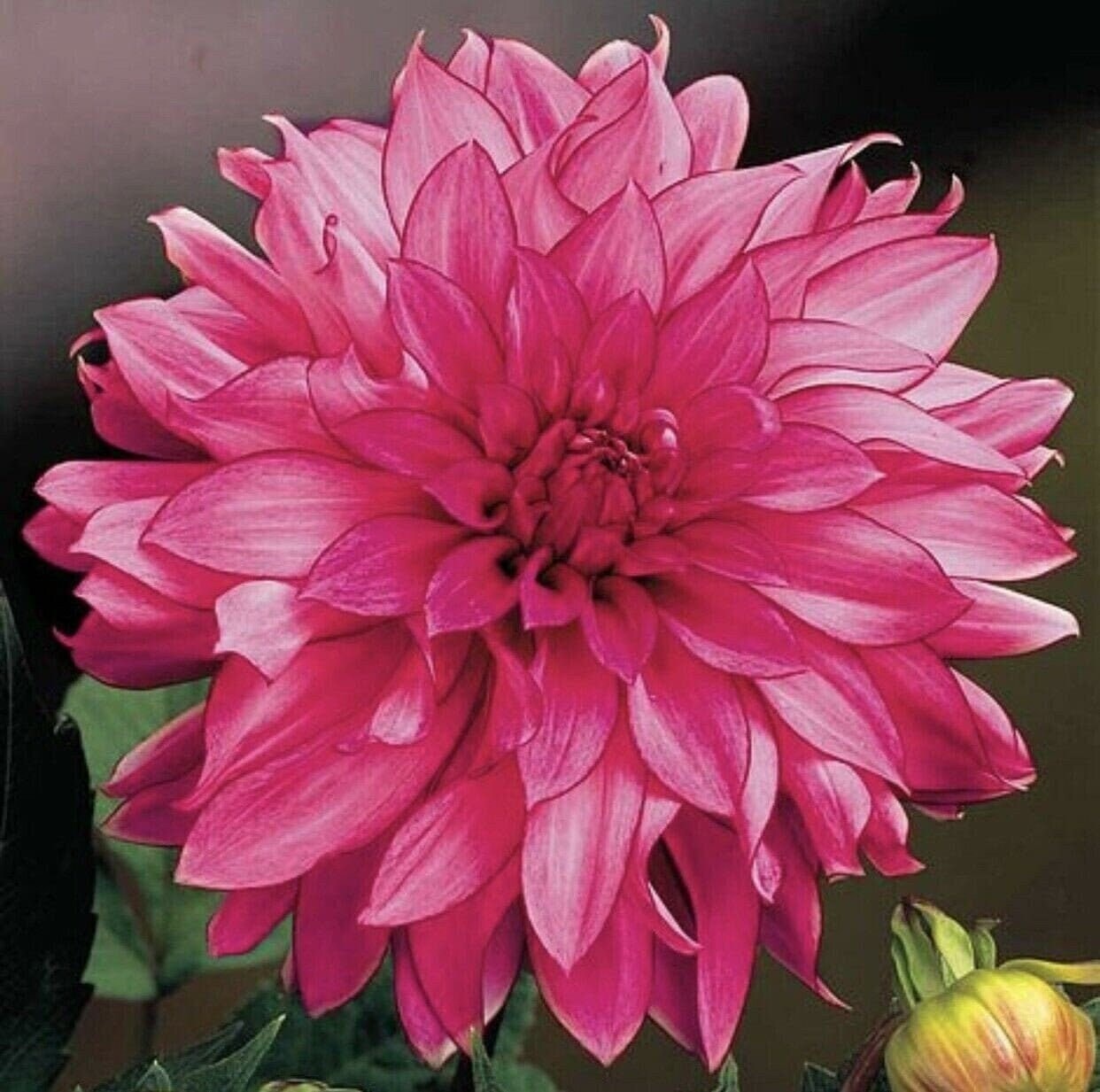 1 EMORY PAUL Dinnerplate Dahlia Large Bulb Size 1 US Seller Etsy