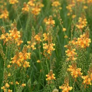 May include: A field of orange and yellow wildflowers in bloom. The flowers are clustered together in groups of 3-5 on tall, slender stems. The background is a blur of green grass and foliage.