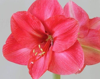 BOLERO Jumbo Amaryllis Bulb 34/36 cm - US Seller