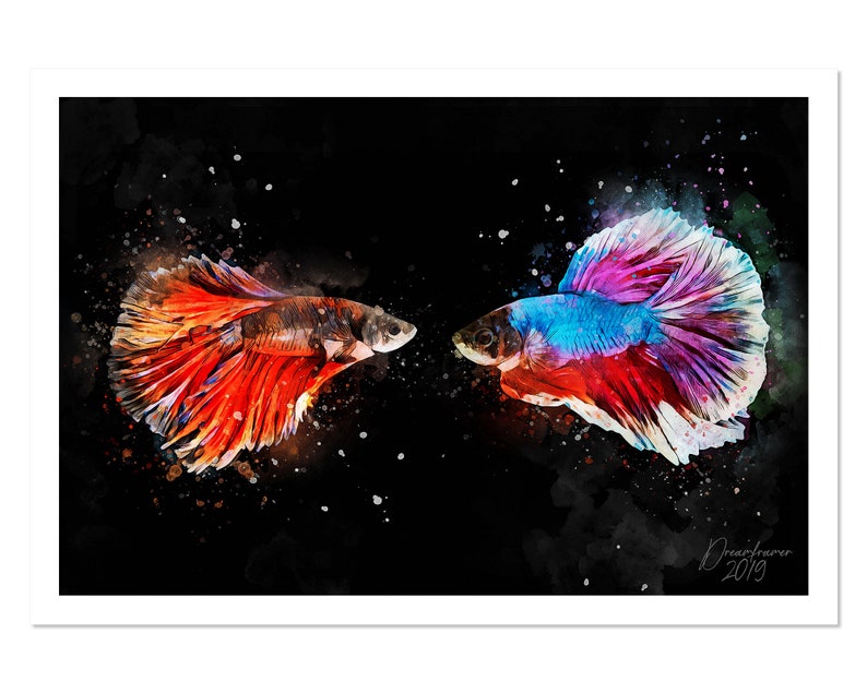 Fish Watercolor Wall Art Original Mixed Media Watercolor Art Print Siamese Fighting Fish Watercolor Art Print
