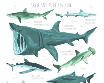 Shark Species of New York / 8x10 Wall Art / Housewarming / Baby gift / Illustration / Sea Creatures