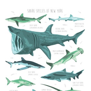 Shark Species of New York / 8x10 Wall Art / Housewarming / Baby gift / Illustration / Sea Creatures