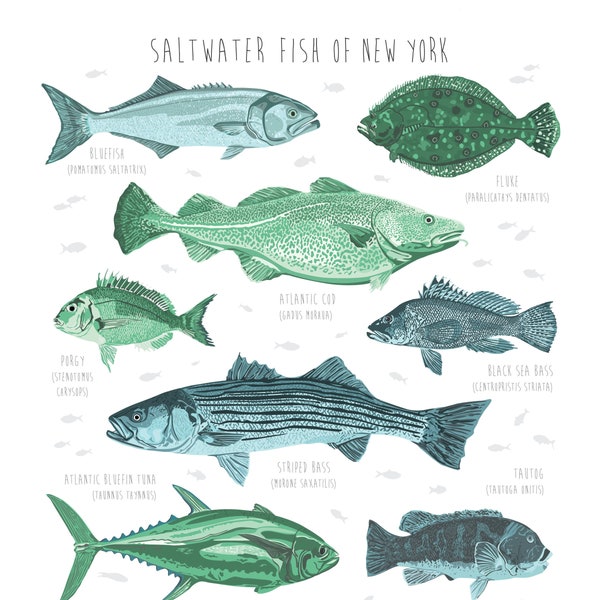 Saltwater Fish of New York (Print 8" x 10" for Wall Decor, Nursery, Housewarming, Kids Room)