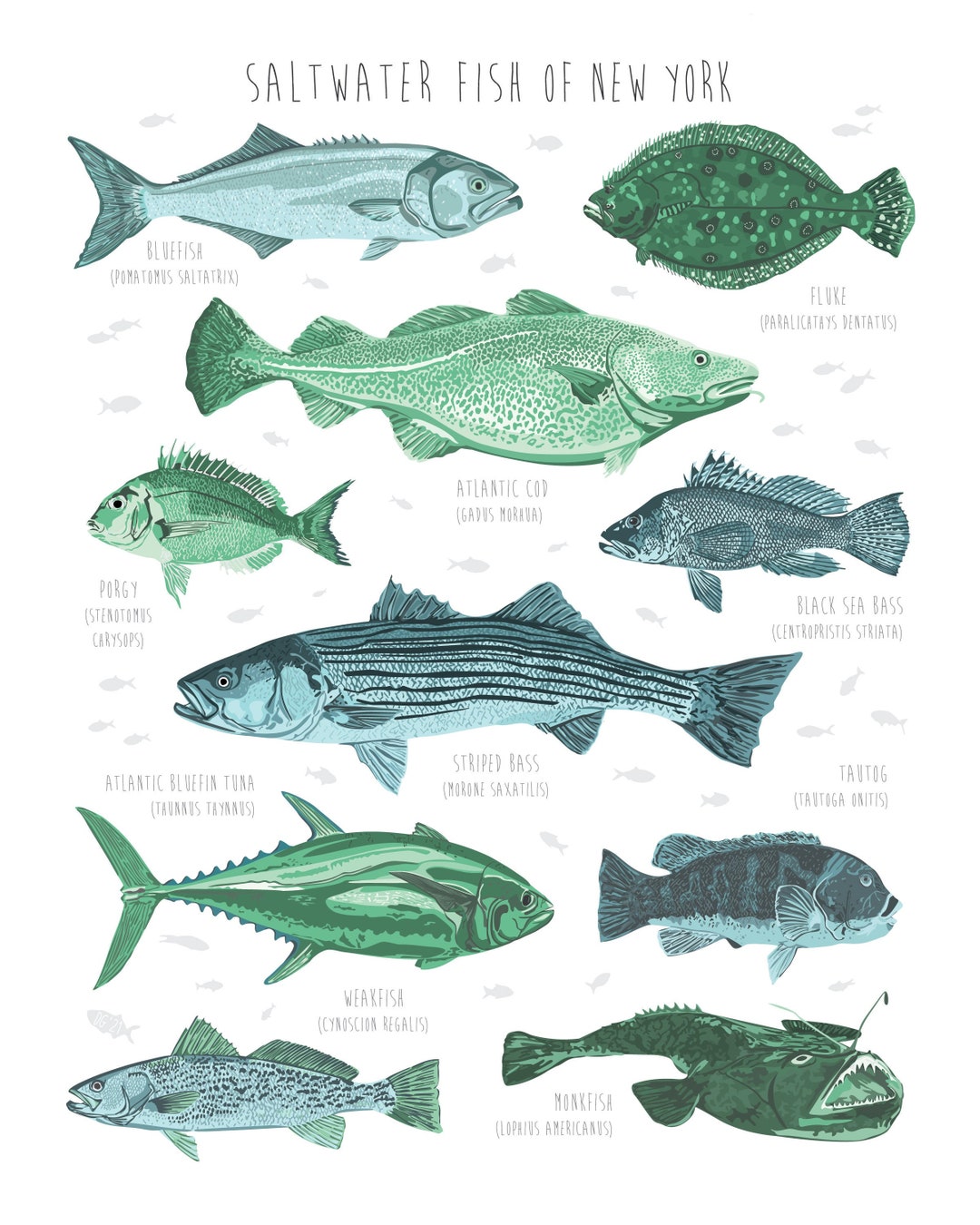 Peces de mar / Sea Fishes: Animales acuá Peces de Agua Salada: Descubre su Maravilloso Hábitat