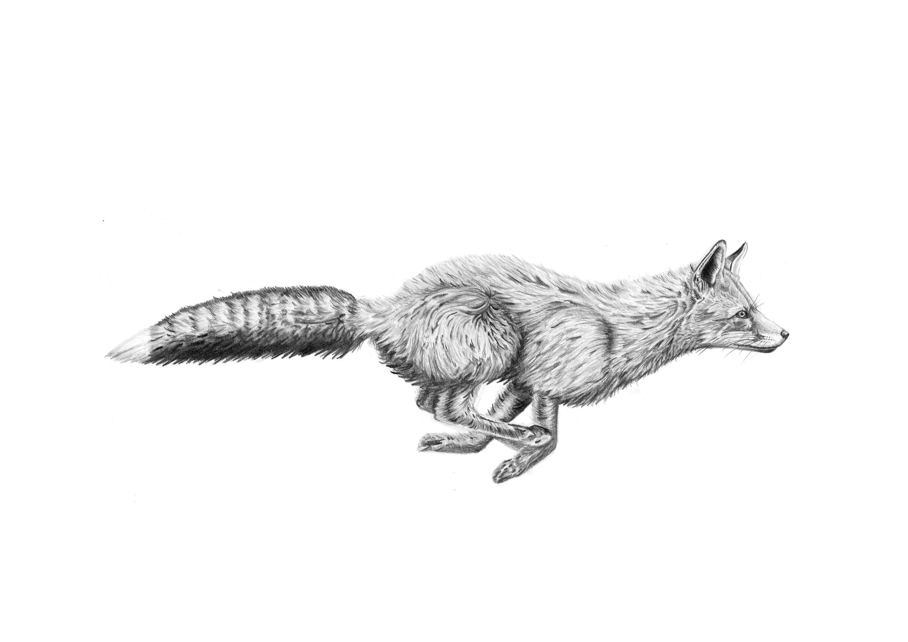 Running Fox Drawings