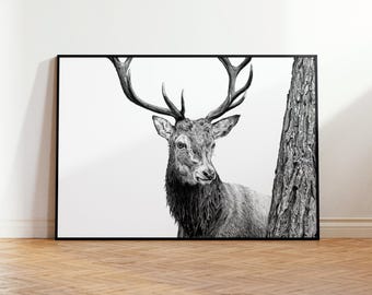 Deer Graphite Drawing | Stag | Black and White Giclée Animal Art Print | Hand-Drawn