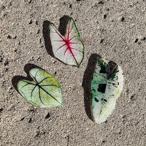 Può includere: Tre foglie di Caladium a forma di cuore sono disposte su una superficie strutturata marrone chiaro. Le foglie presentano diversi motivi: bianco con venature rosse, verde con venature nere e bianco con macchie verdi.