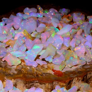May include: A collection of iridescent opal chips in various shapes and sizes, displayed on a piece of petrified wood. The opals have a rainbow of colors, including pink, green, blue, and yellow.