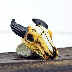 Skull, Vintage animal skull, Bull skull, Ceramic skull, Art supplies