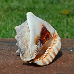 Concha Cassis Rufa Vintage: Concha do Mar Negro, Decoração Náutica (16,7 cm)