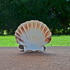 Può includere: Una grande conchiglia bianca con strisce marroni, appoggiata su due piccole pietre grigie. La conchiglia è a fuoco, mentre lo sfondo è sfocato e verde.