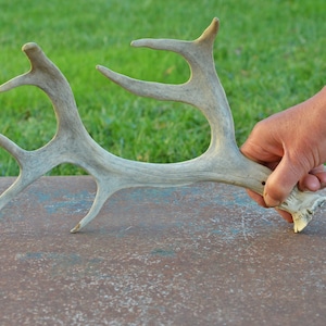 Vintage Natural Horn, Single Deer Antler